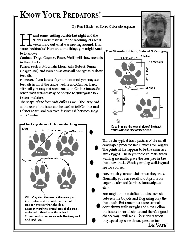 Predator Tracks / Dog, Coyote, Bobcat, hose cat